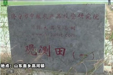 2015年金鄉(xiāng)觀測(cè)田新蒜長(zhǎng)勢(shì)記錄—“老石說(shuō)市”第十六期 ()