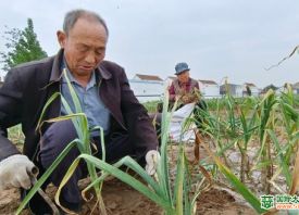 周口淮陽：20萬畝大蒜進入收獲季 ()