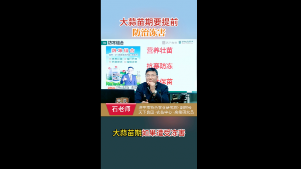 大蒜苗期要提前防治凍害